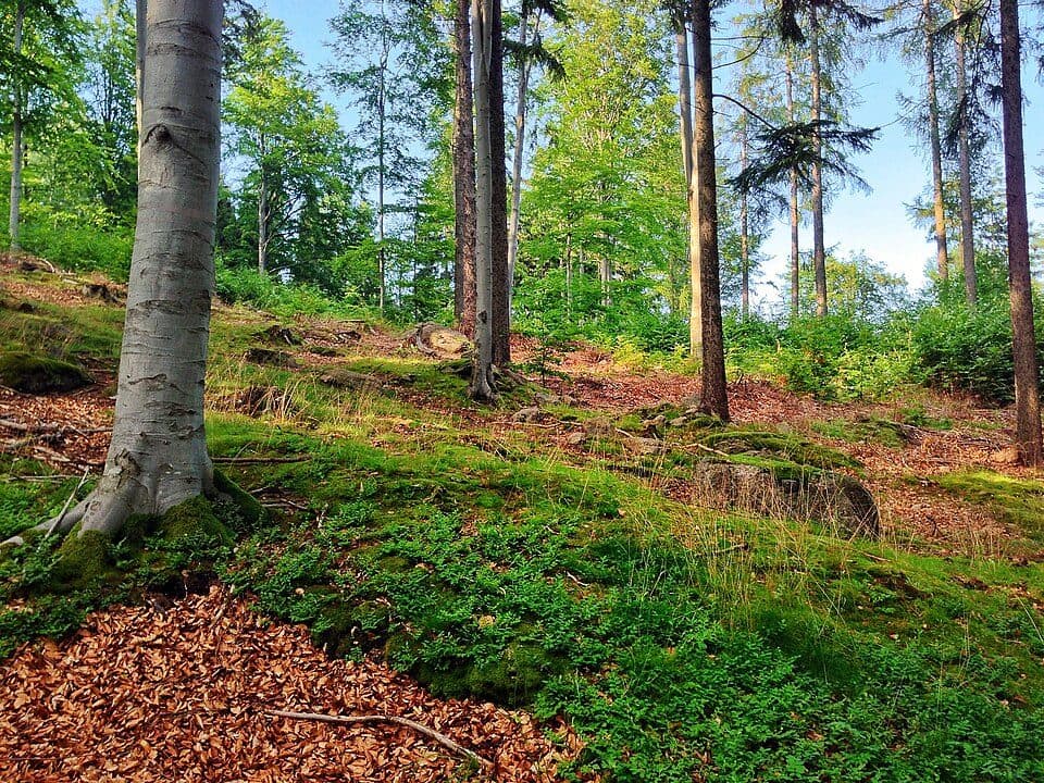 Grzybowiec (Karkonosze)