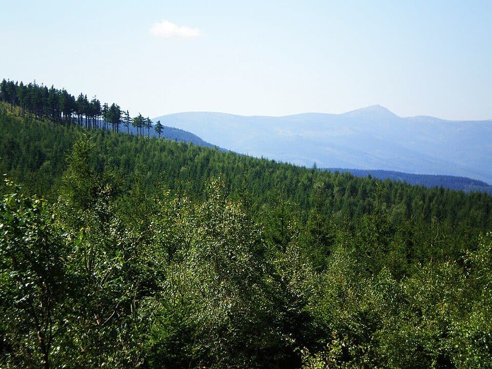 Strużnica - Czarnów