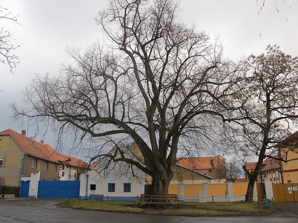 Ročov — zdjęcie 3