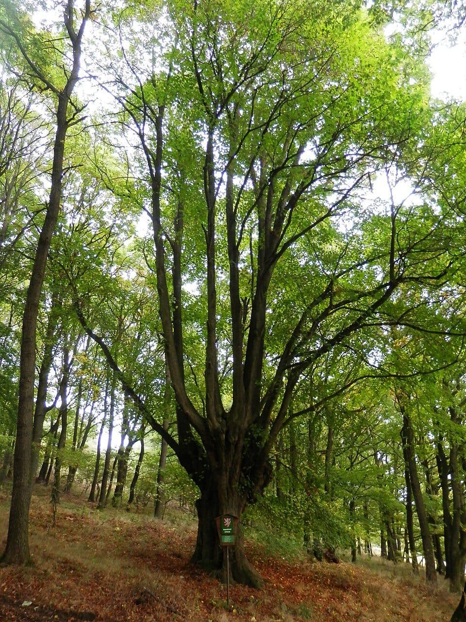 Pevnostní linie "Kočičák - Chomutov"