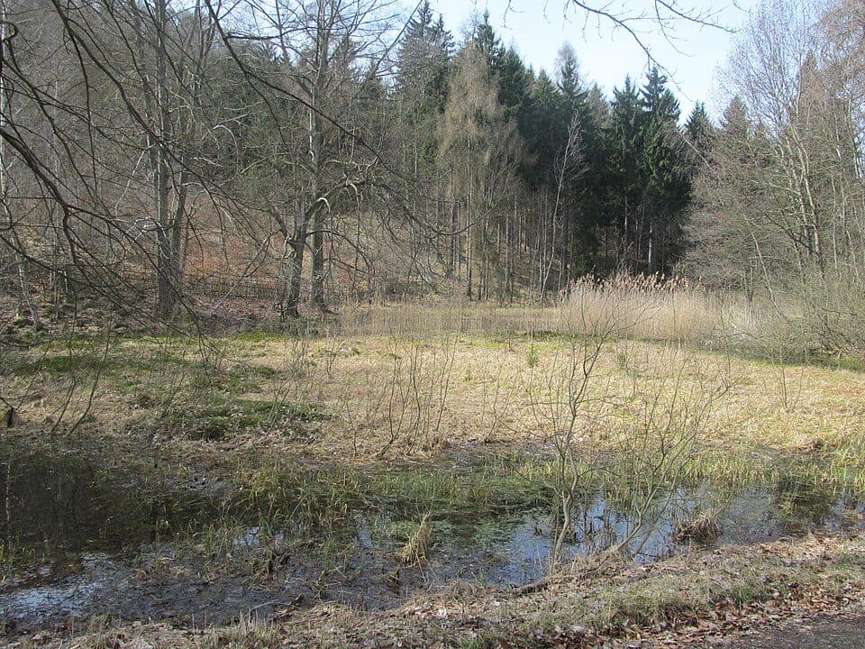Březina (přírodní rezervace)
