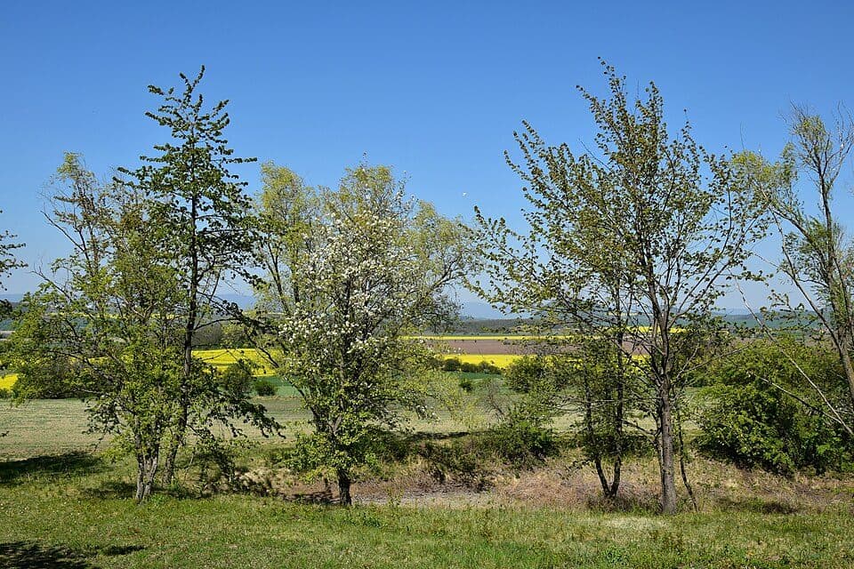 Velká Volavka