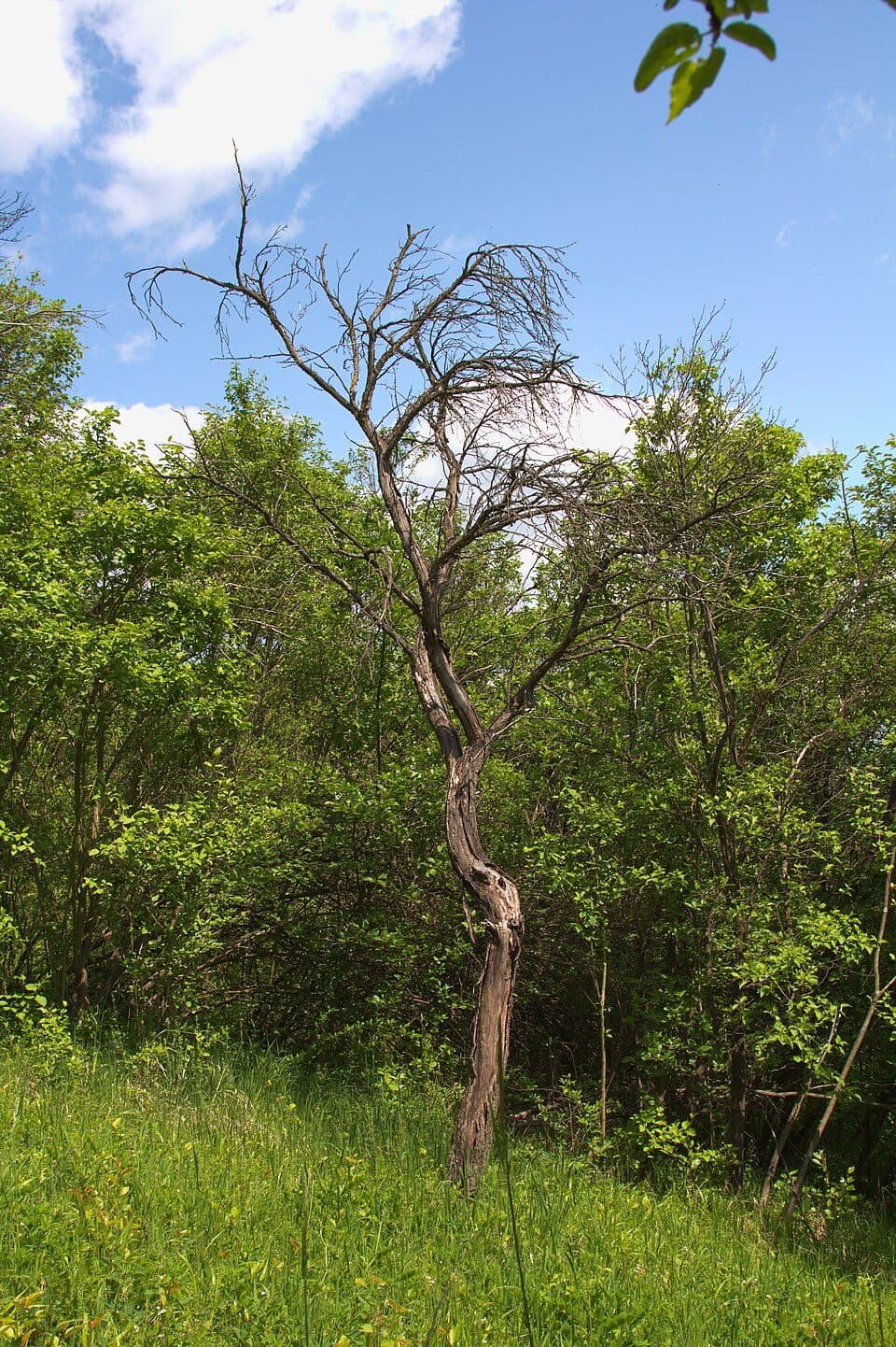 [M] Třeboc - Panenský Týnec