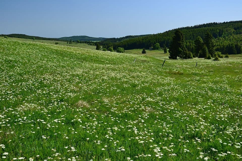 Horská louka u Háje