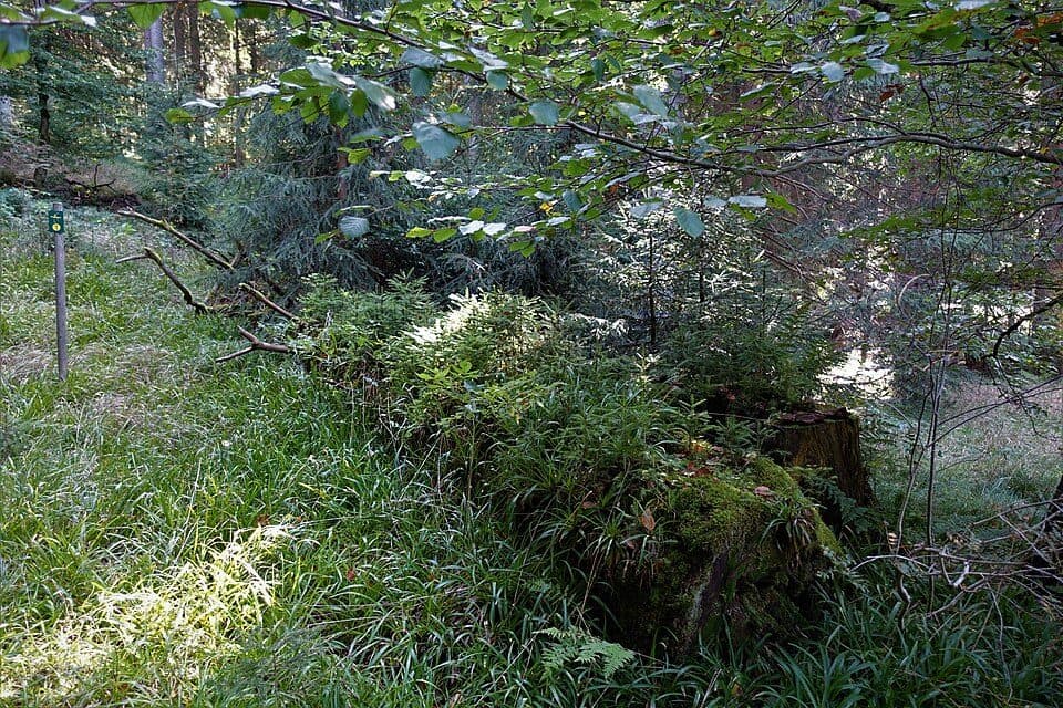 Waldgebiet-Rundweg