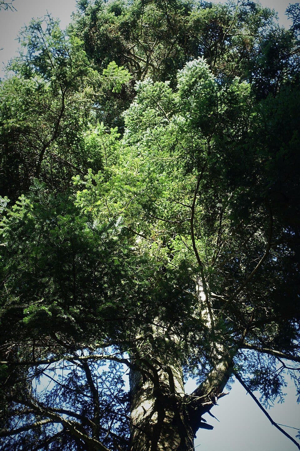 Waldgebiet-Rundweg