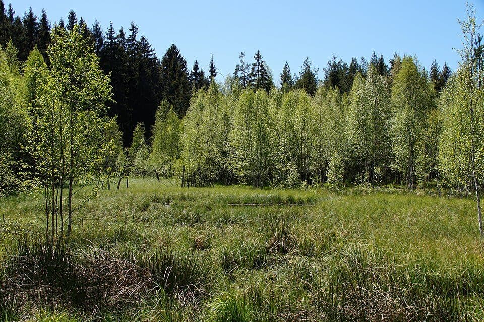 Am alten Floßgraben