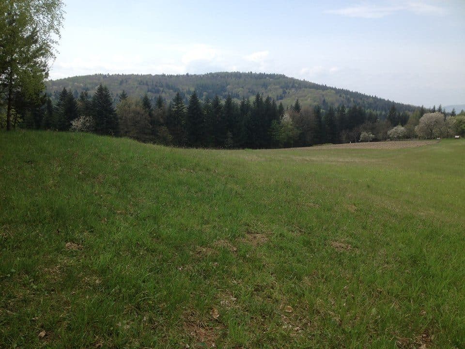 Łysula