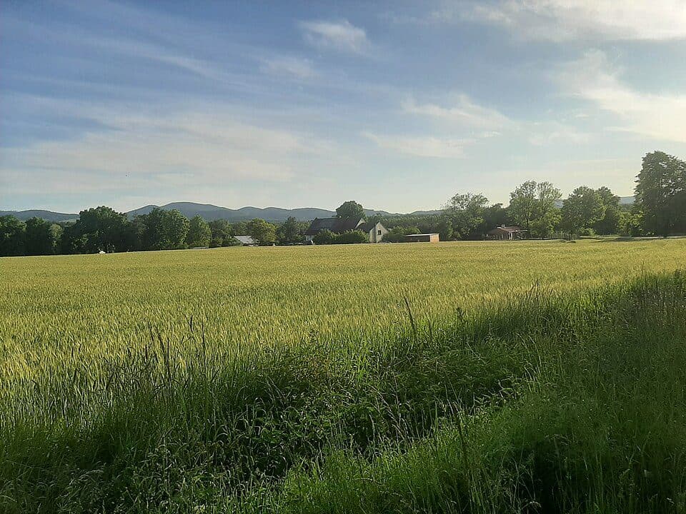 Błotnica
