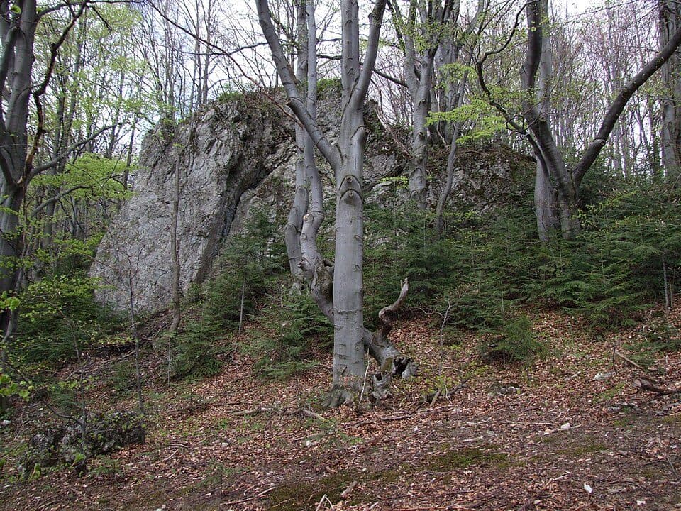 Czoło (Pieniny)