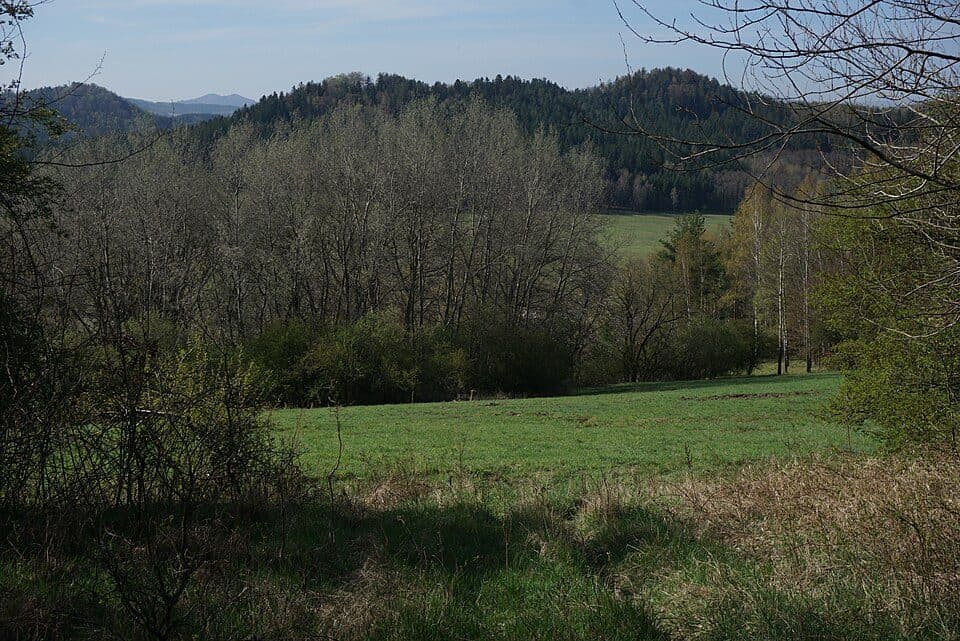 Buková