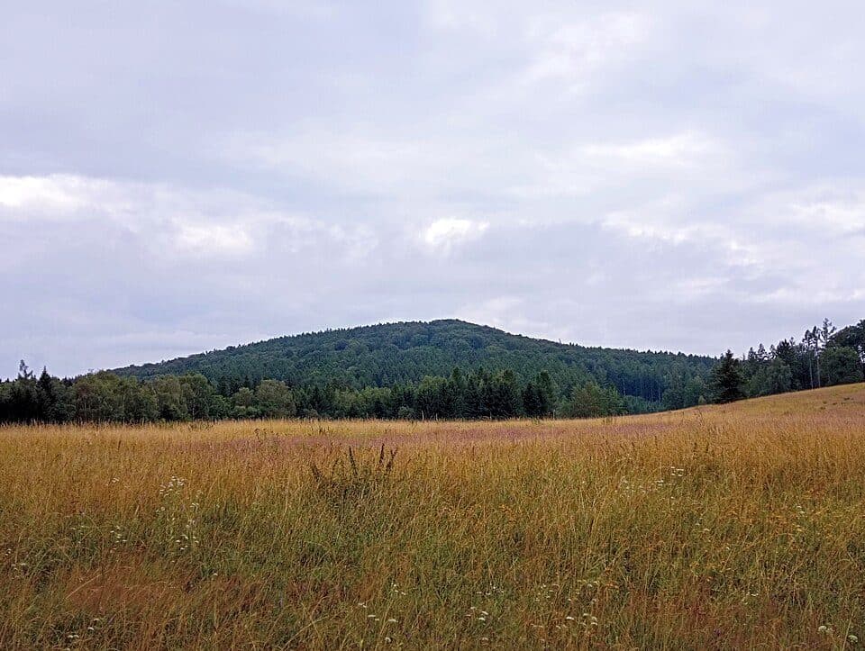 Vlčice