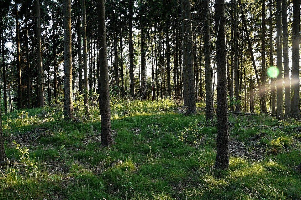 Jelínka