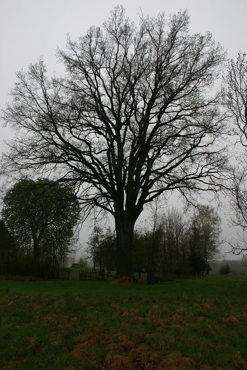 Pertoltice (kraj liberecki) — zdjęcie 3