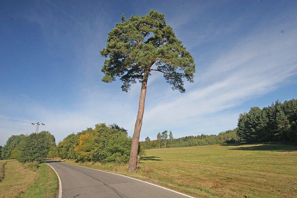 Mařenice — fotografie 2
