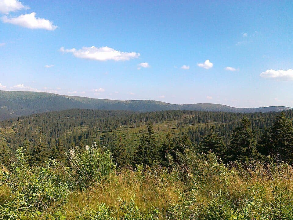[M] U Františkovy myslivny - Kosaře
