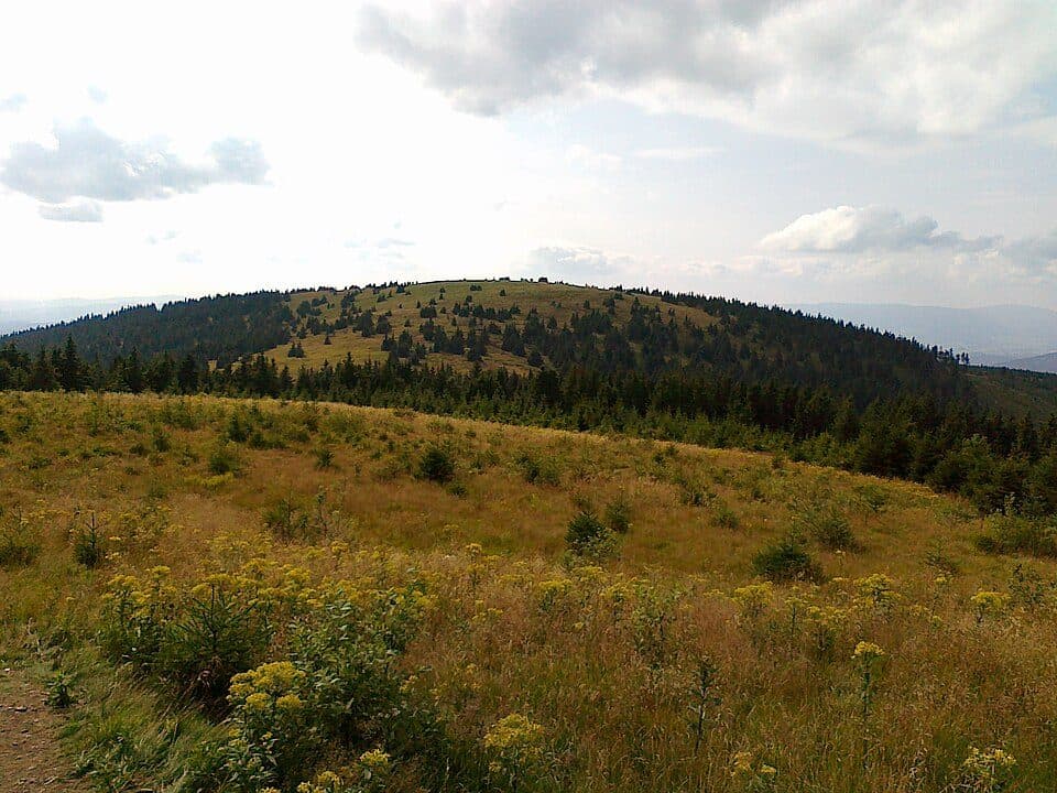 Mravenečník