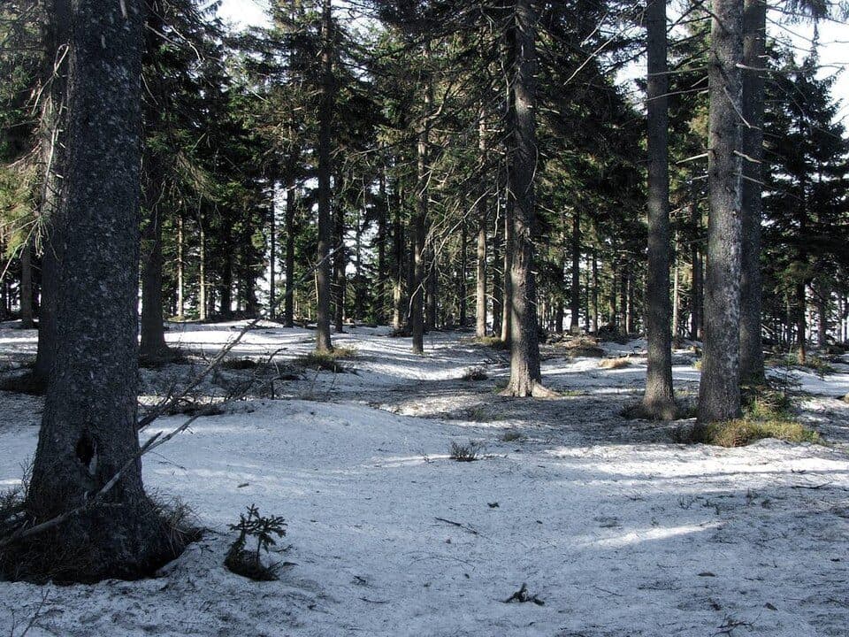 Rykowisko (góra)