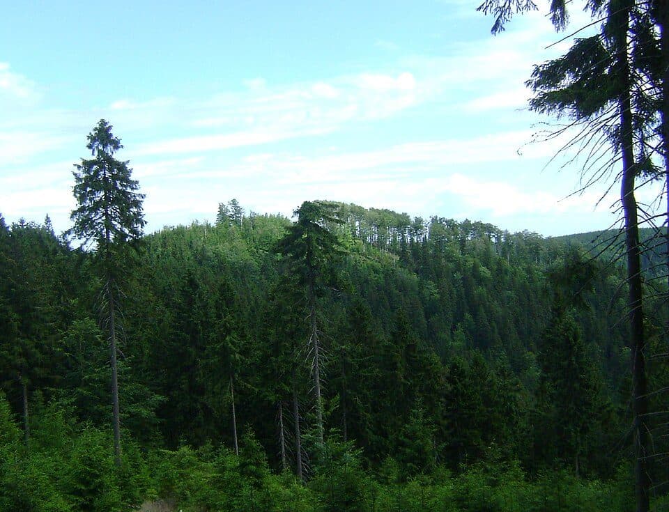 Jawornik Krowi