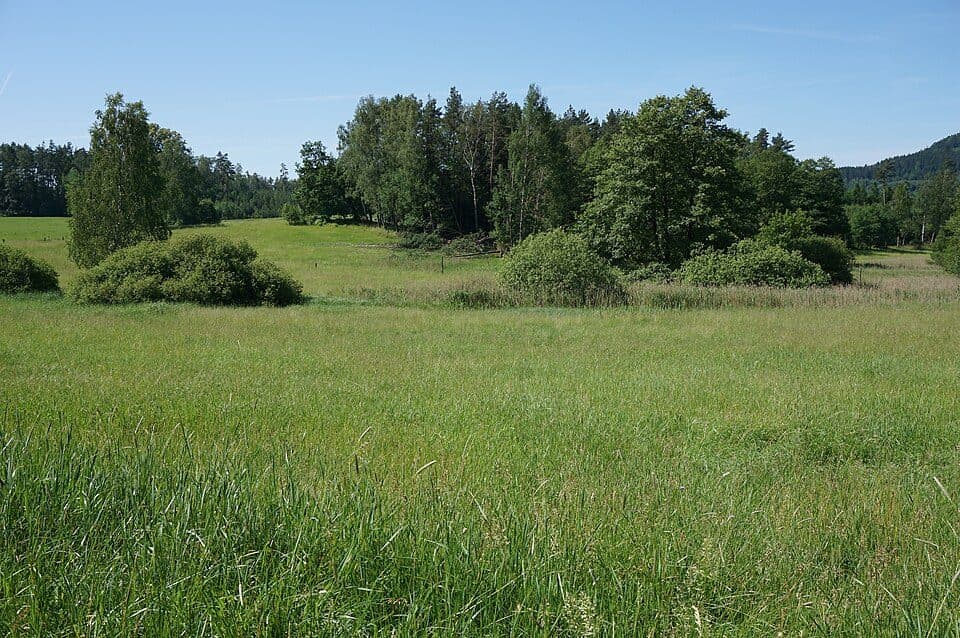 Rašeliniště Mařeničky