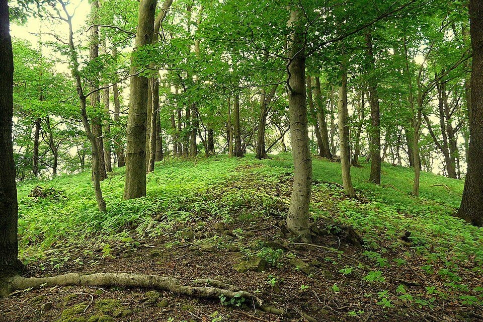 Strážný vrch