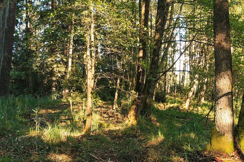 [Ž] Víšek - Kuřívody