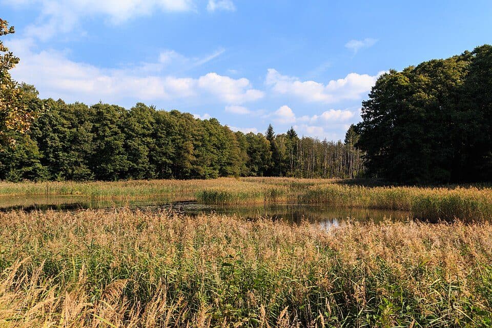 Strážovský rybník