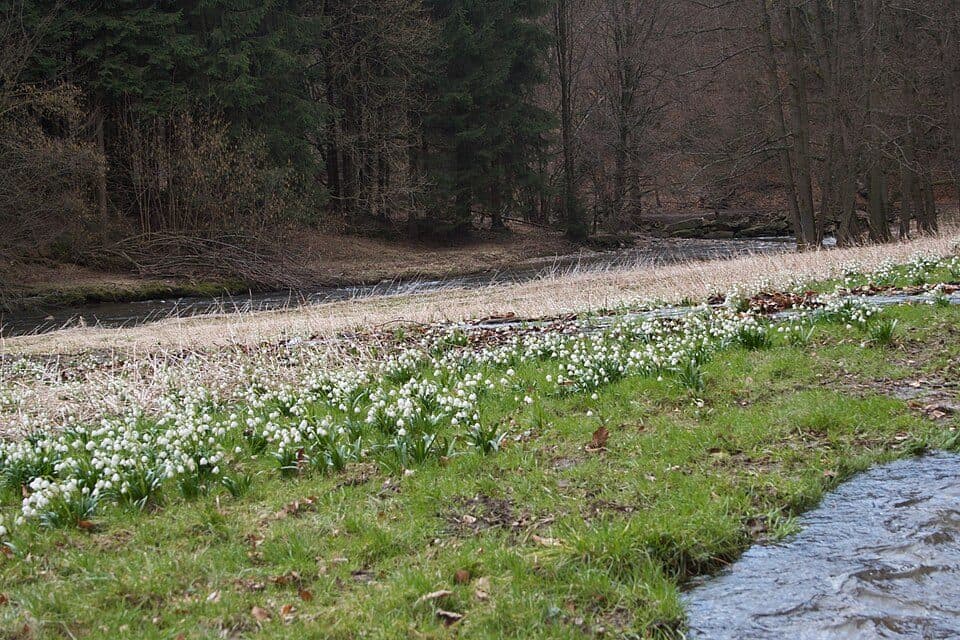 Märzenbecher-Rundweg Heeselicht