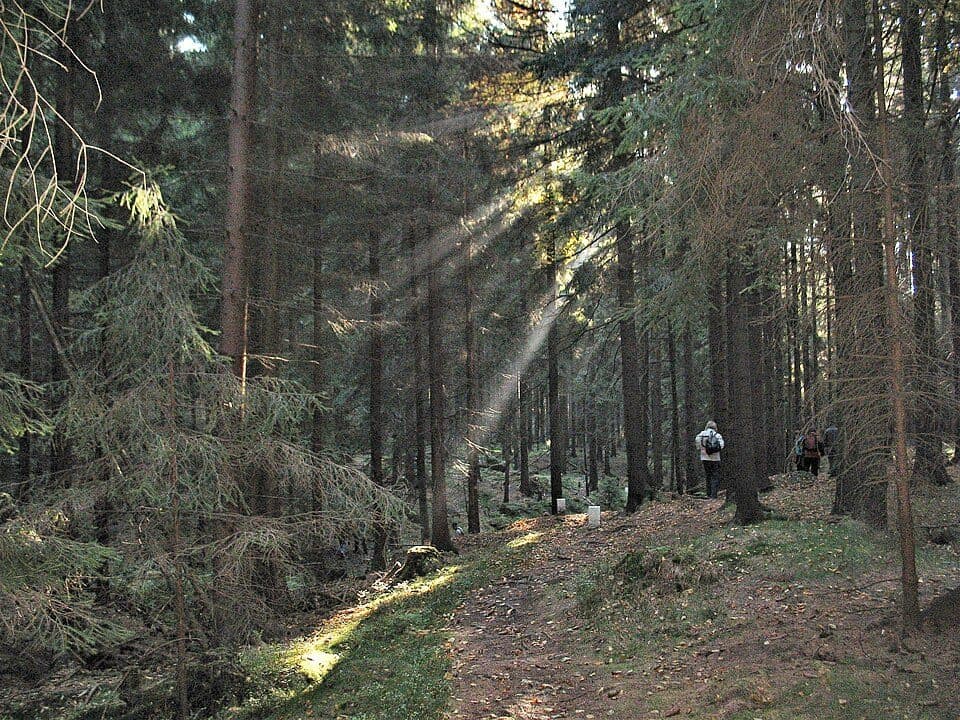 Hohwaldschenke - Neukirch (gelber Strich)