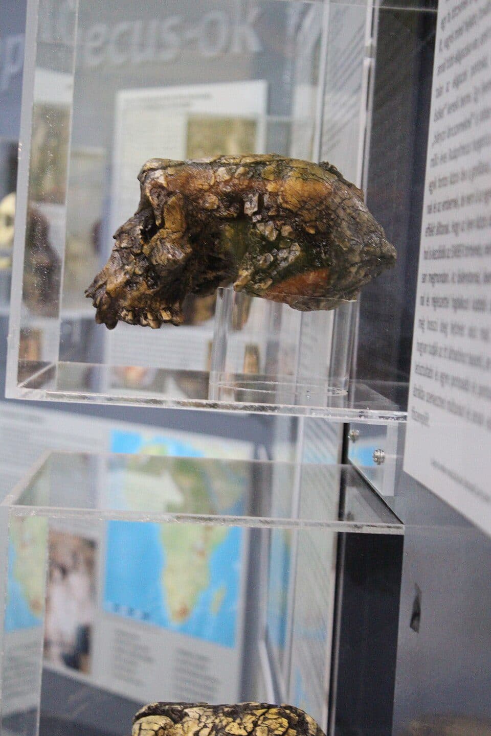 Pannonian Sea Museum — photo 2