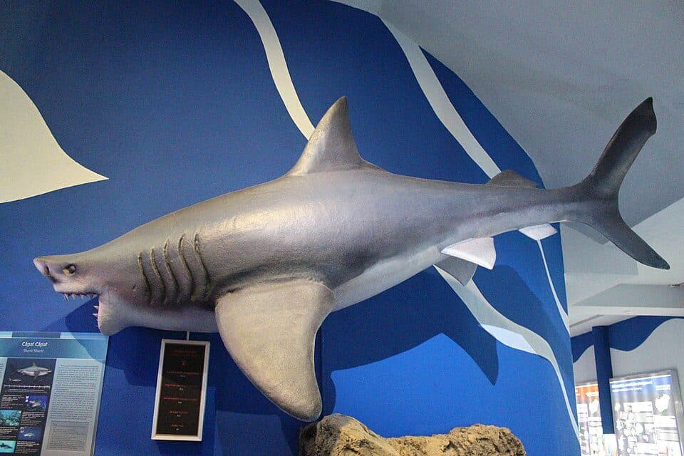 Pannonian Sea Museum — photo 3
