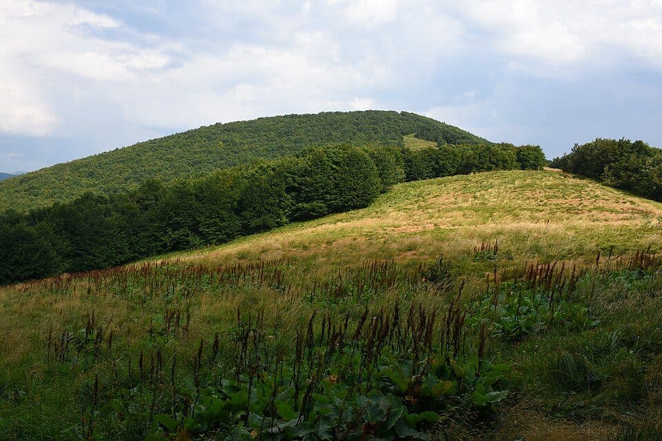 Transgraniczna ścieżka graniczna Wetlina - Rabia Skała - Runina "Nadobnica alpejska"