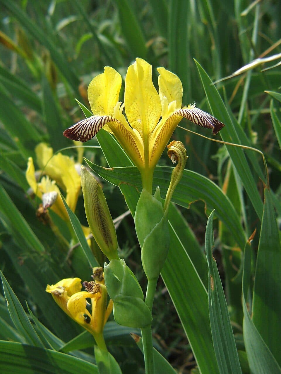 P, PMP (Pest Megyei Piros Túra: Verőce – Dömsöd-Apaj)