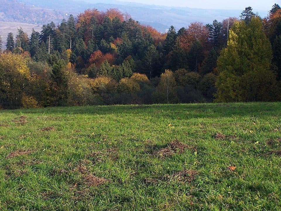 Długi Gronik