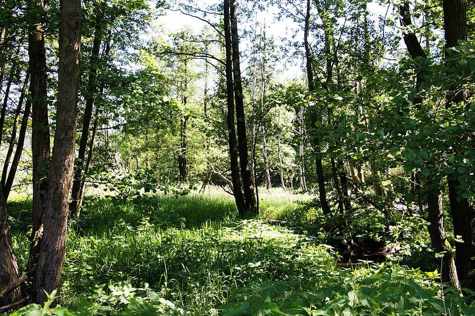 Ponnholzbachtal