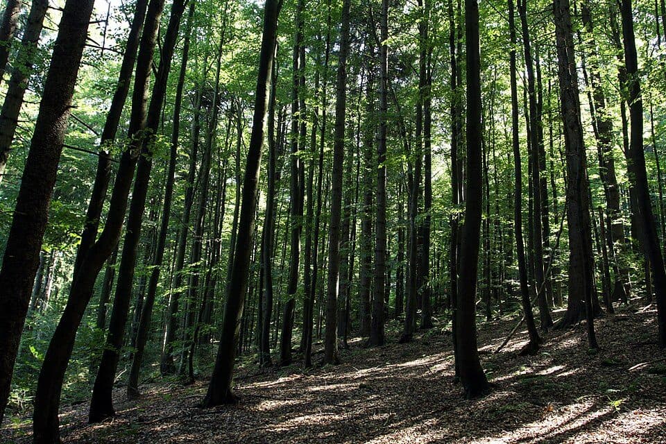 Nationales Naturreservat Schwarzkopfer Wälder