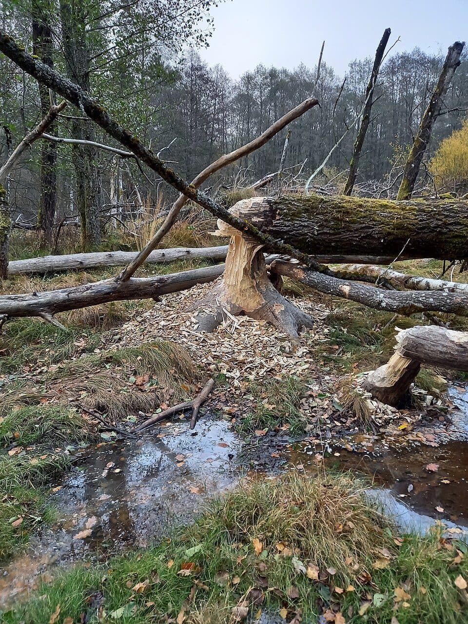 [Ž] Větrovec - Hamry