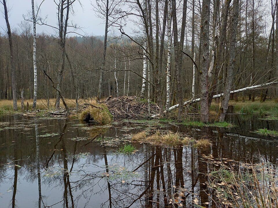[Ž] Větrovec - Hamry