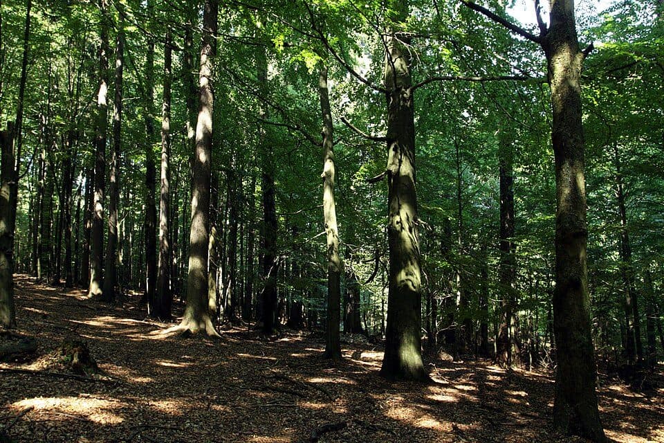 přírodní rezervace Bystřice