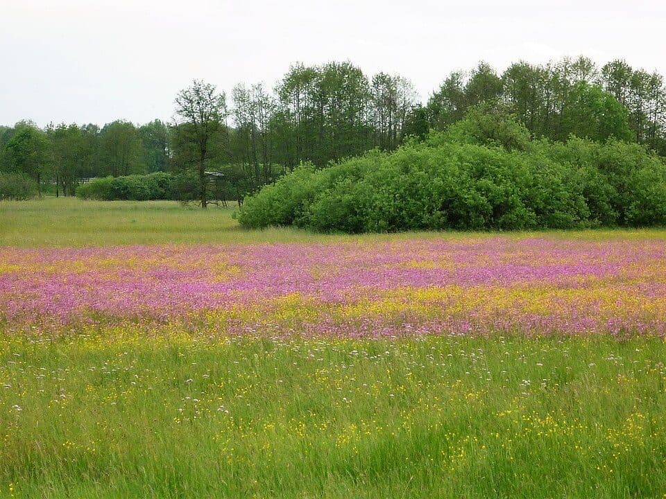 Runstwiesen und Totenmoos