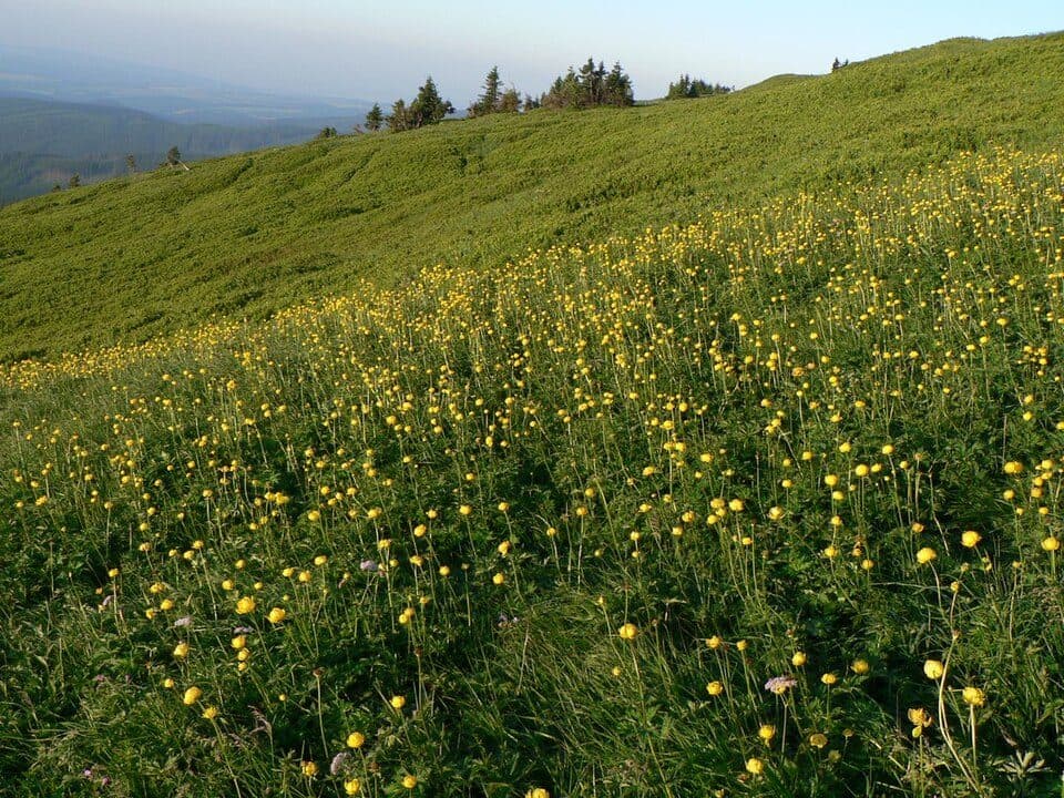 [Z] Bělá - Karlova Studánka