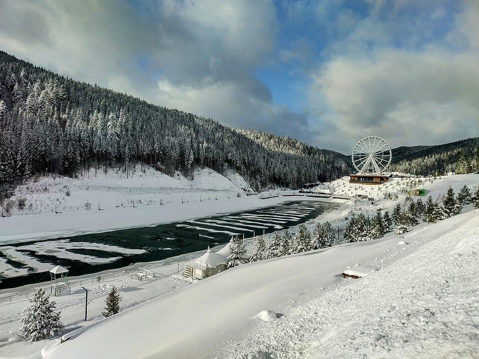Квітка полонини