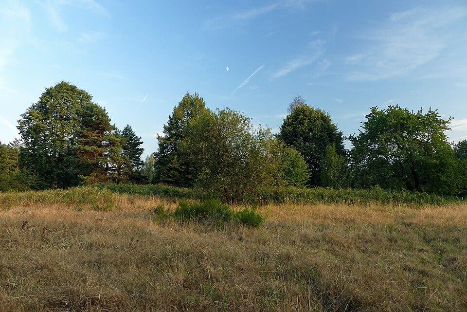 Prosíčka