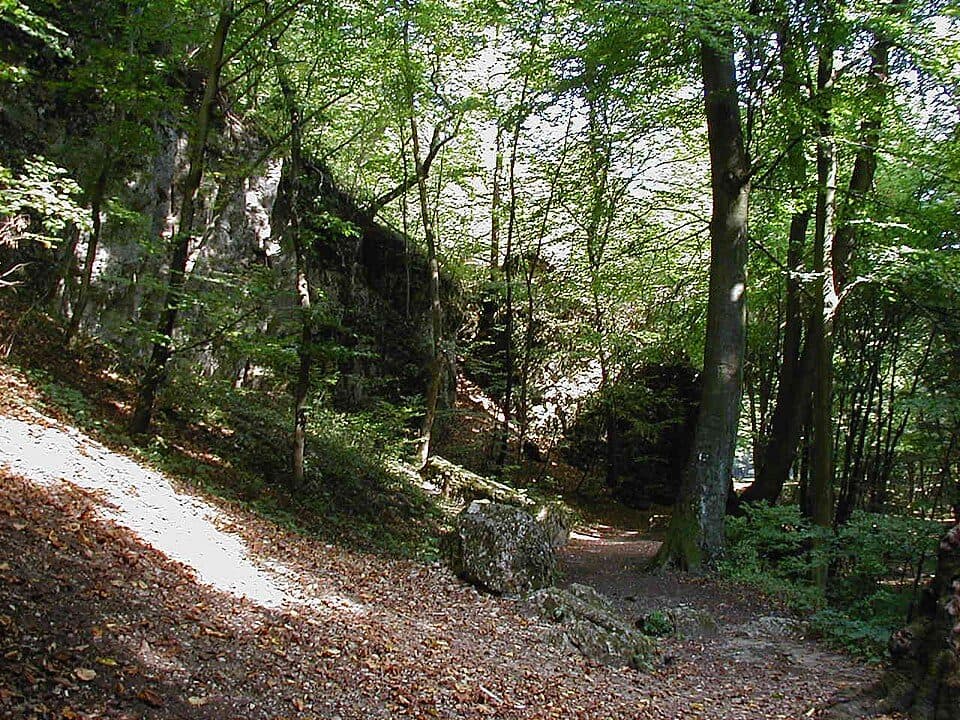 Las Bakoński — zdjęcie 3