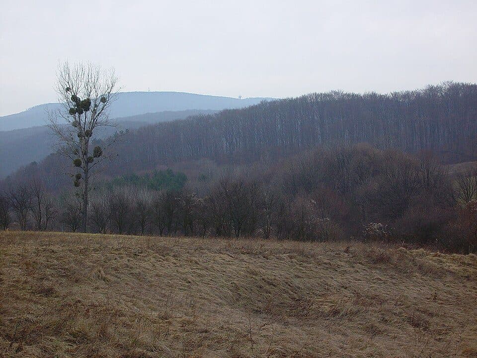 Las Bakoński — zdjęcie 2