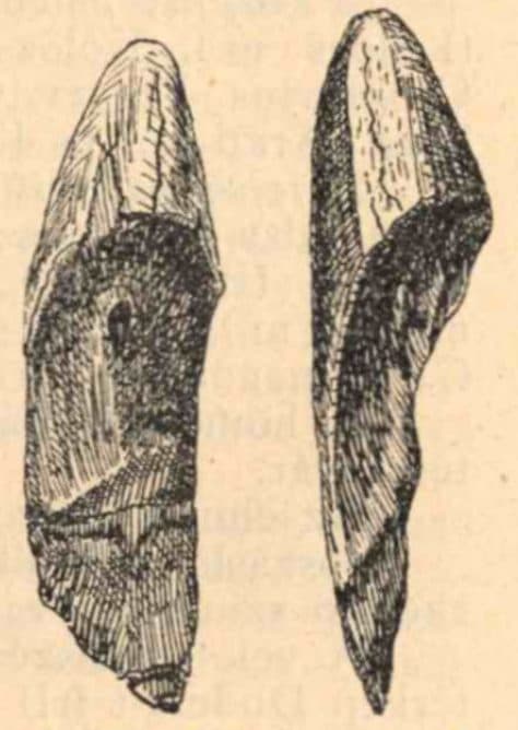 P (Csillaghegy – Dömös)