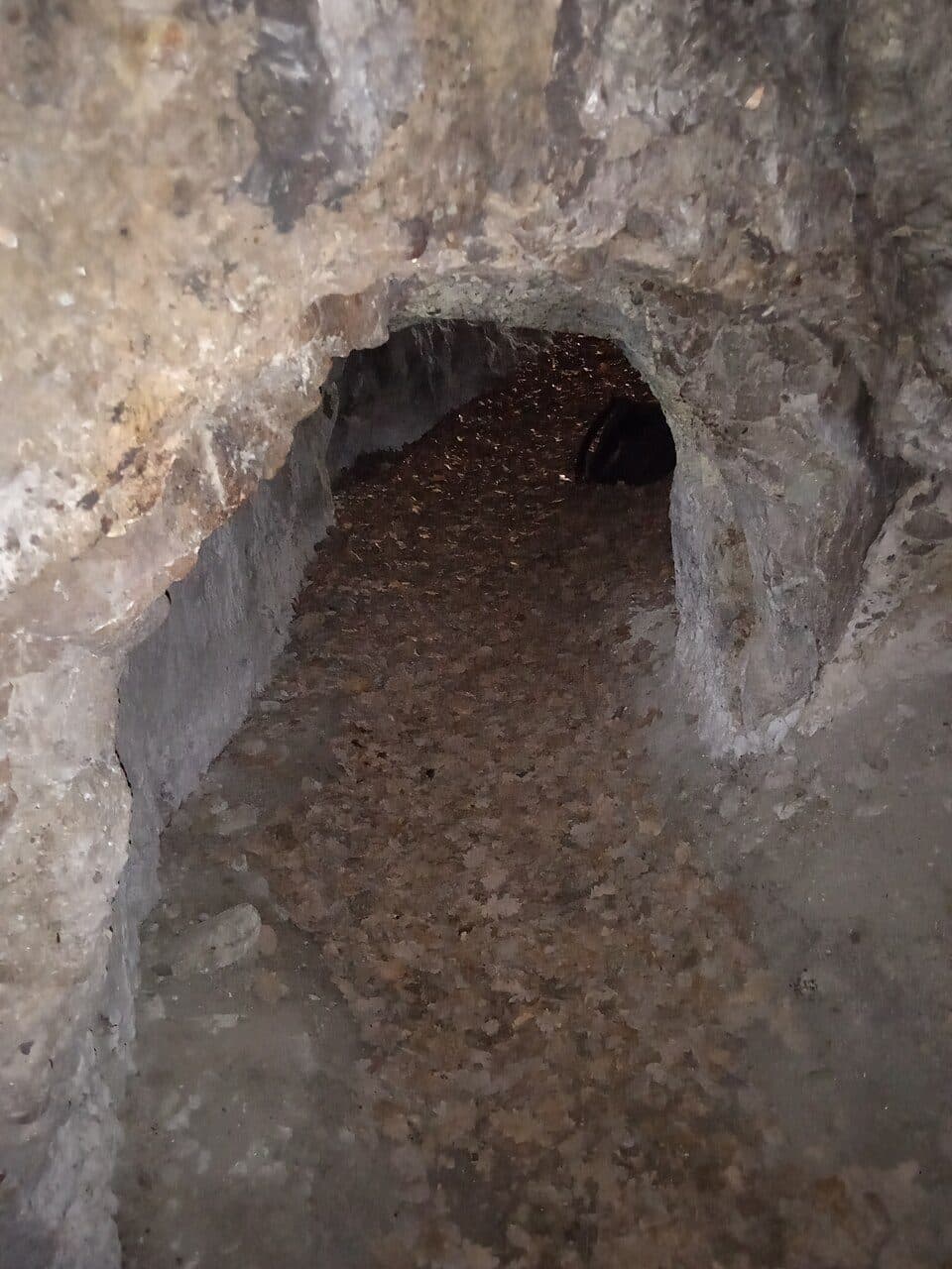 Z (Szentendre, Szigetmonostori rév aut. m. – Álló-rét – Dunabogdány, községháza aut. m.)