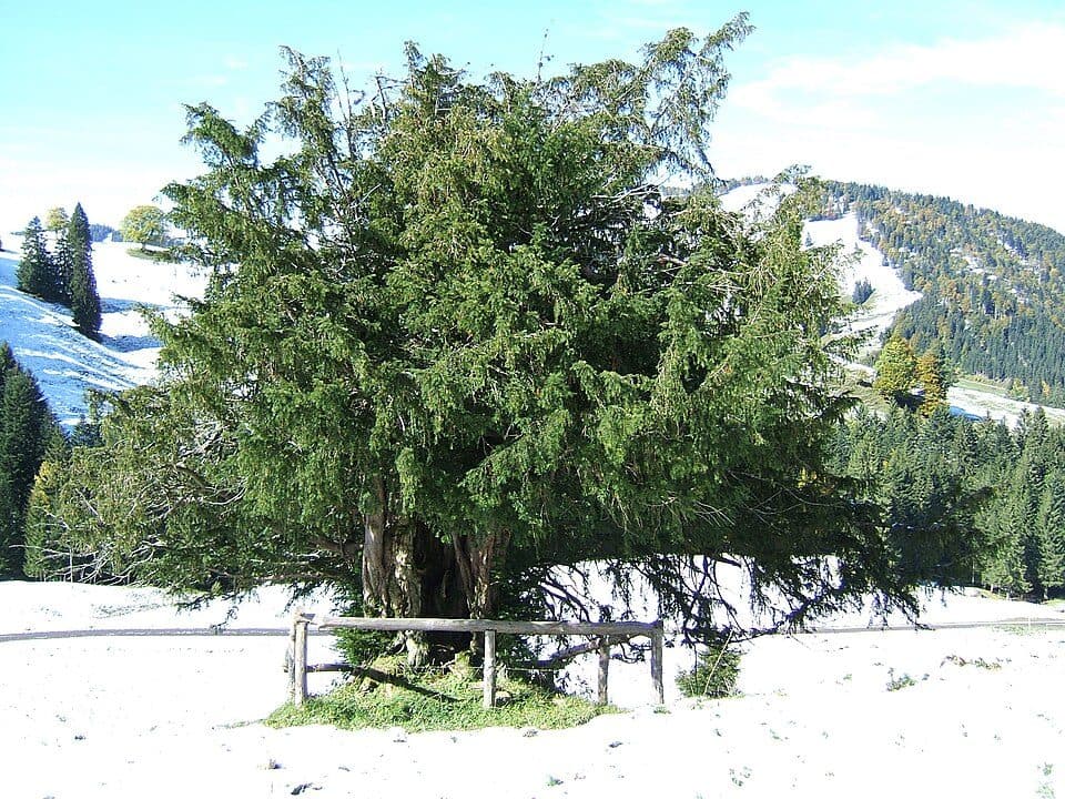 Seelekopf — zdjęcie 2