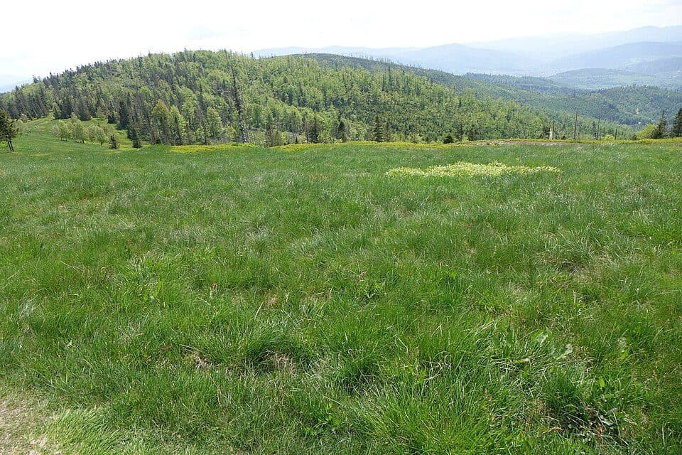 Cebula (Beskid Śląski)