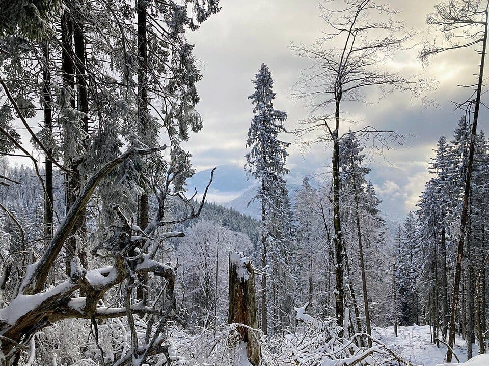 Desselkopf
